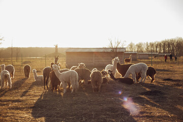 young alpacas walking at the farm