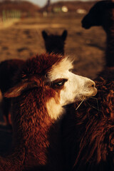 close up portrait of adult alpaca