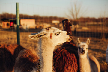 adult llamas at the farm