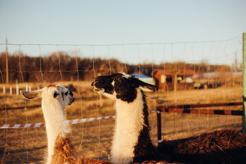 adult llamas at the farm © Надя Запара