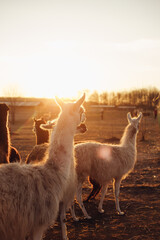 adult llamas at the farm