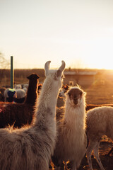 adult llamas at the farm