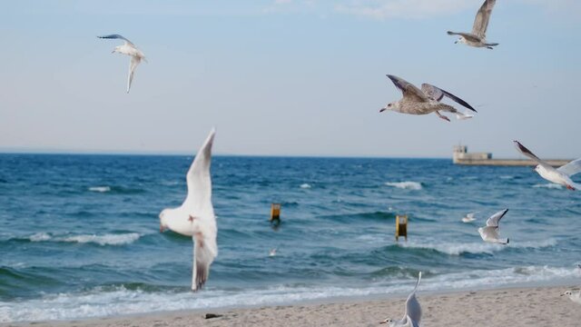 Seagulls and albatrosses soar in the sky in slow motion over the ocean coast, close up video of the flying birds in the blue sky, 4k 60p