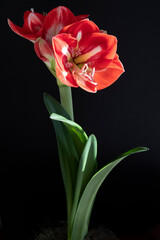 Red Amaryllis close up