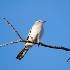 Northern Mockingbird