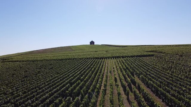 Aerial view on green grand cru chardonnay grape vineyards in Champagne near Cramant