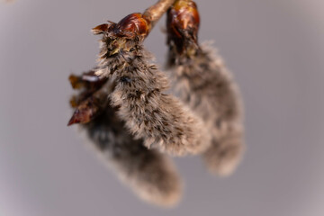 Pussy willow's twigs on gray background. Macro. Spring
