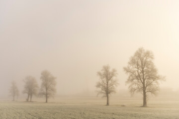 misty morning with frosty trees