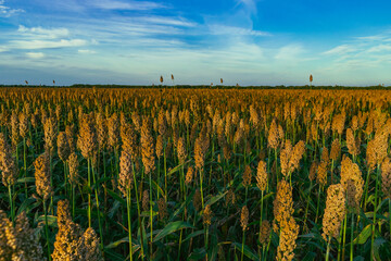 campo de sorgo casi listo para la cosecha al atardecer