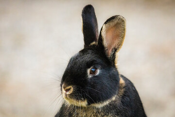 black rabbit on a blurred background