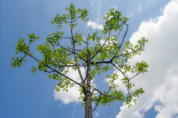 Summer tree in the sun rays, natural background