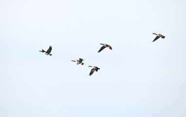 Fototapeta premium Five Canada Geese Flying