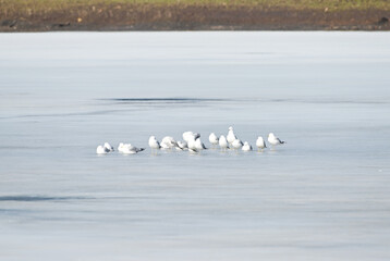 Seagulls on Frozen Pond