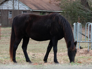 Horse in the Pasture