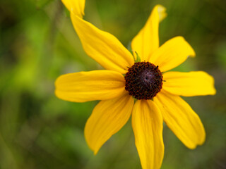close up of Black-eyed susan in bloom