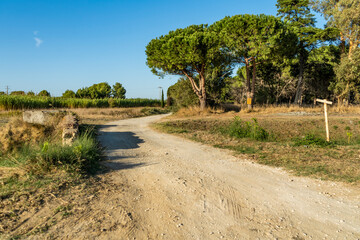 Dirt road in the countryside in the municipality of Piombino, an area called "Poggio alle Formiche" near Baratti and Populonia town, Tuscany region, Italy