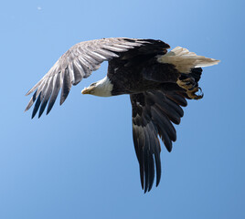 Bald Eagle, Michigan