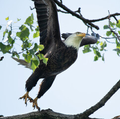 Bald Eagle, Michigan