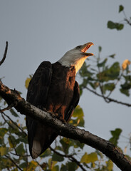 Bald Eagle, Michigan