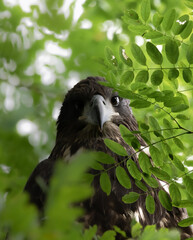 Bald Eagle, Michigan