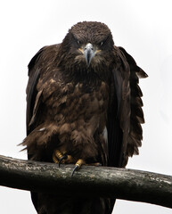 Bald Eagle, Michigan