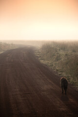 Fototapeta na wymiar Hyena, Masai Mara