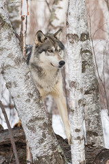 Grey Wolf (Canis lupus) Looks Out Between Birch Trees Standing on Log Winter