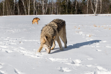 Grey Wolf (Canis lupus) Sniffs in Snow Second Walks in Background Winter
