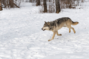 Grey Wolf (Canis lupus) Runs Left Back Legs Up Winter