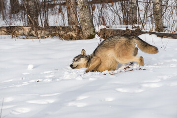 Grey Wolf (Canis lupus) Rubs Shoulder in Snow Winter