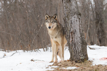 Grey Wolf (Canis lupus) Stands Next to Tree Looking Out Winter