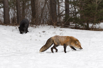 Red Fox (Vulpes vulpes) Walks Right Silver in Background at Edge of Woods Winter