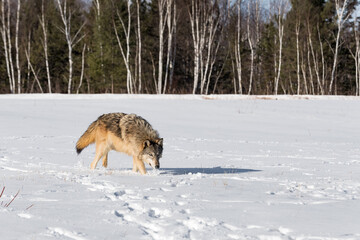 Grey Wolf (Canis lupus) Kicks Up Snow While Walking in Field Winter