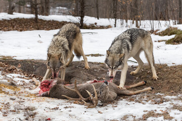Grey Wolves (Canis lupus) Pull at Deer Carcass Winter
