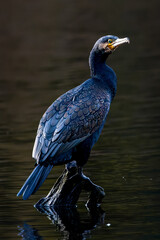 Great black cormorant sitting on a tree in a pond called Jacobiweiher next to Frankfurt, Germany at a sunny evening in winter.