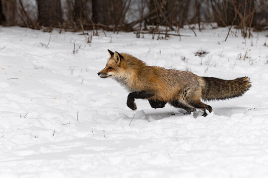 Red Fox (Vulpes vulpes) Pounces Left Through Snow Winter
