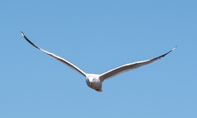 Seagull