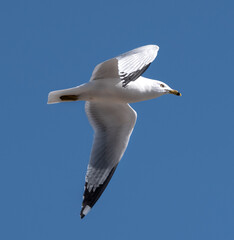 seagull in flight