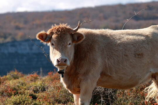 Vaca con el cuerno torcido cerca del salto del Nervion, Alava, Espa&ntilde;a.