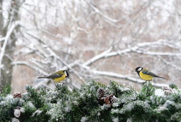 Tit birds on snowy fir tree branches, natural winter background. festive winter season concept....