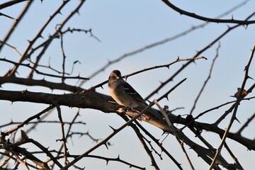 Sparrow Perched in a Bare Tree