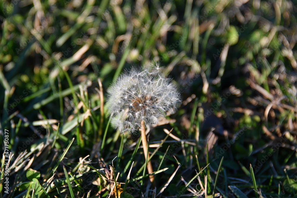 Poster Dandelion Puff