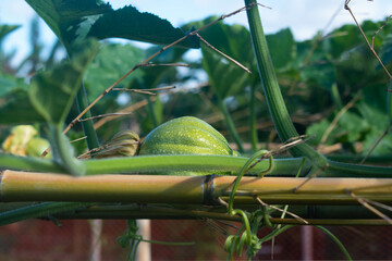 Side view of green kabocha squash, a Japanese winter squash also known as Cucurbita maxima, and vine growing on a bamboo trellis