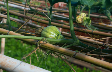 Green kabocha squash, a Japanese winter squash also known as Cucurbita maxima, and vine growing on a bamboo trellis