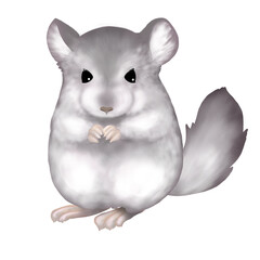 Illustration of chinchilla on white 