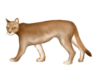 Illustration of puma isolated on white 