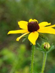 Black-eyed susan in bloom in a field. Canada