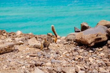 A chipmunk sits on rocks with the ocean on the background on the Canary Island Fuerteventura.
