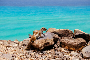 Fototapeta na wymiar A chipmunk sits on rocks with the ocean on the background on the Canary Island Fuerteventura.