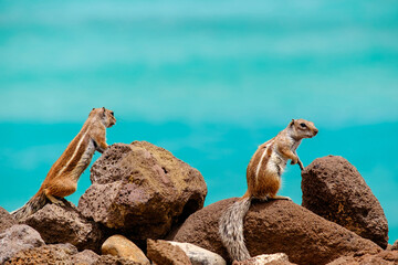 Chipmunks sit on rocks with the ocean on the background on the Canary Island Fuerteventura.